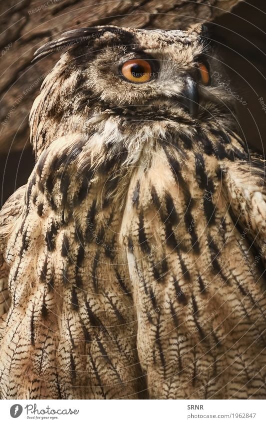 Owl Stares Towards Animal Wild animal Bird 1 Observe avian avifauna Beak big Bird of prey birdwatching Carnivore carnivorous eye eyes Feather feathered feathery