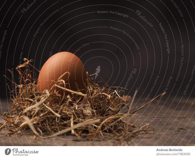 Chicken egg in a straw nest Food Organic produce Life Easter Nature Jump Background picture bird breakfast brown chicken close colorful diet eating fresh