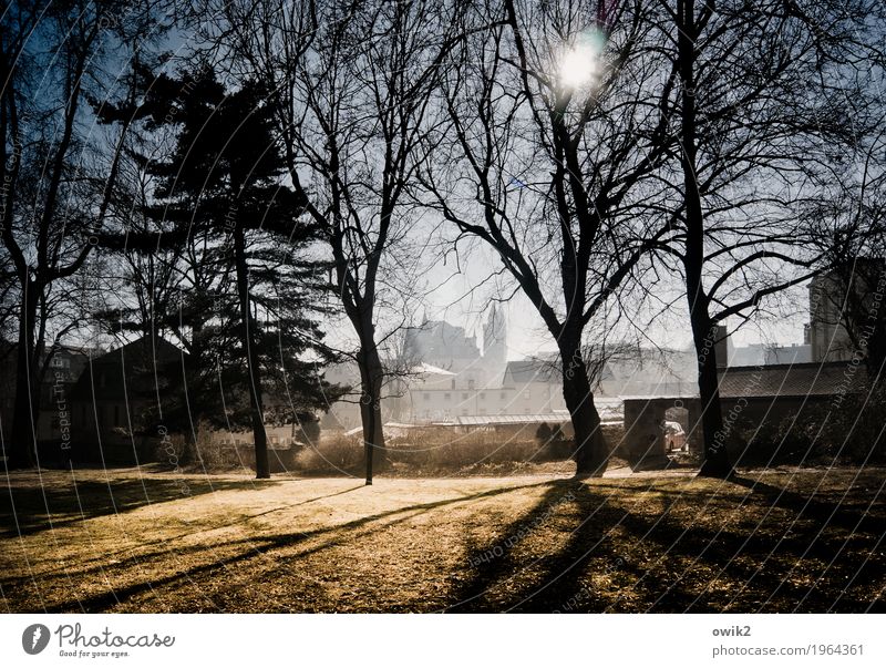 At the city wall Environment Landscape Cloudless sky Horizon Winter Beautiful weather Tree Grass Twigs and branches Park Meadow Bautzen Lausitz forest Germany