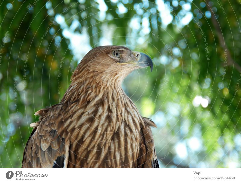 A hawk eagle Hunting Freedom Environment Nature Landscape Plant Animal Sky Beautiful weather Tree Park Forest Wild animal Bird Animal face Wing 1 Aggression