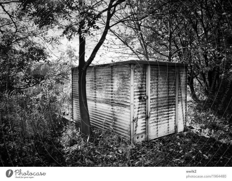 corrugated board Autumn Tree Grass Bushes Hut Stand Old Sharp-edged Simple Trashy Concentrate Closed Cardboard Plastic compact Black & white photo Exterior shot