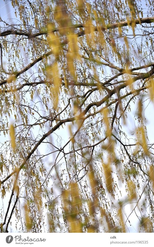 Birch in spring | laburnum Environment Nature Sky Sun Spring Plant Tree Agricultural crop Park Brown Yellow Gold Spring fever Pollen Twigs and branches