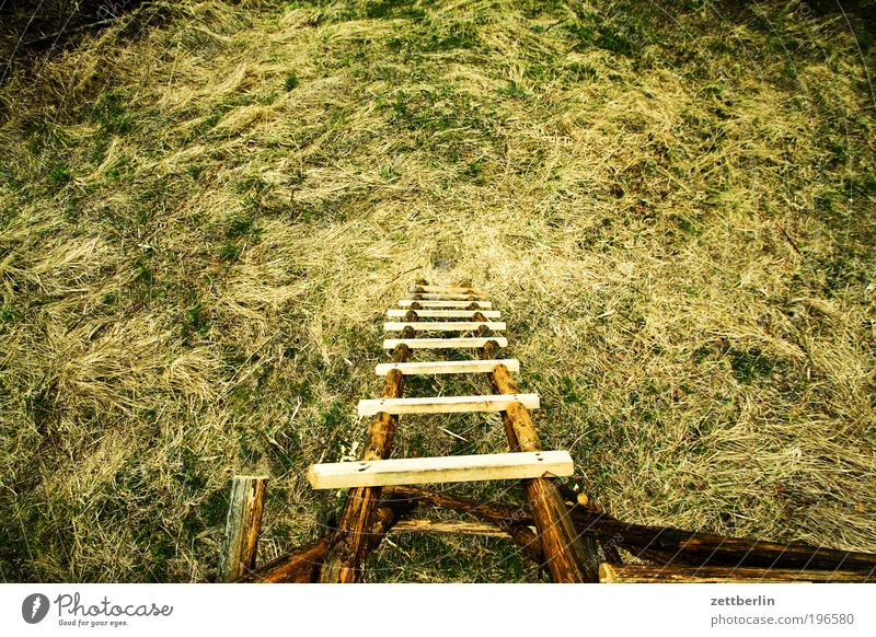 high stand Nature April Relaxation Garden Park Forest walk Decency Hunting Blind Hunter hunting stall Ladder Rung Tall Deep Go up Descent Grass Meadow Clearing