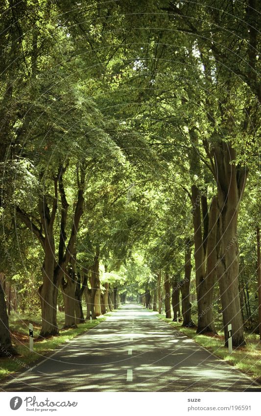 avenue, avenue Environment Nature Landscape Plant Elements Summer Climate Beautiful weather Tree Leaf Forest Transport Traffic infrastructure Street