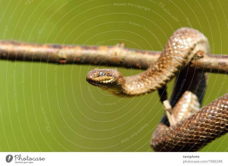 close up of smooth snake on branch Beautiful Life Garden Climbing Mountaineering Environment Nature Animal Tree Forest Snake Crawl Wild Brown Green Colour