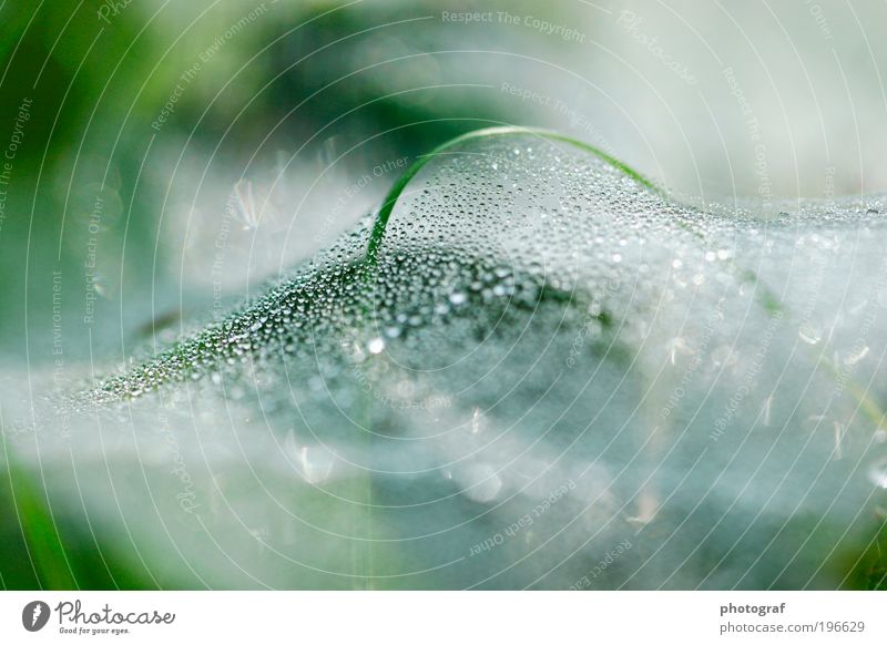 Spinning web with dew drops in sunlight Environment Nature Water Drops of water Foliage plant Net Glittering Dew Colour photo Exterior shot