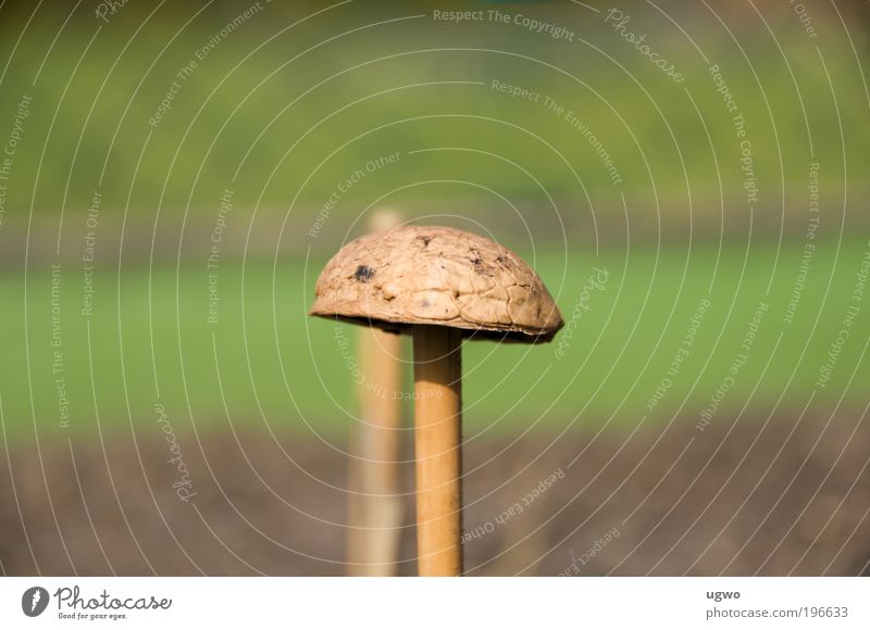 Nut mushroom Beautiful weather Old Natural Nerdy Original Brown Bizarre Colour photo Exterior shot Close-up Day Sunlight Deep depth of field Central perspective