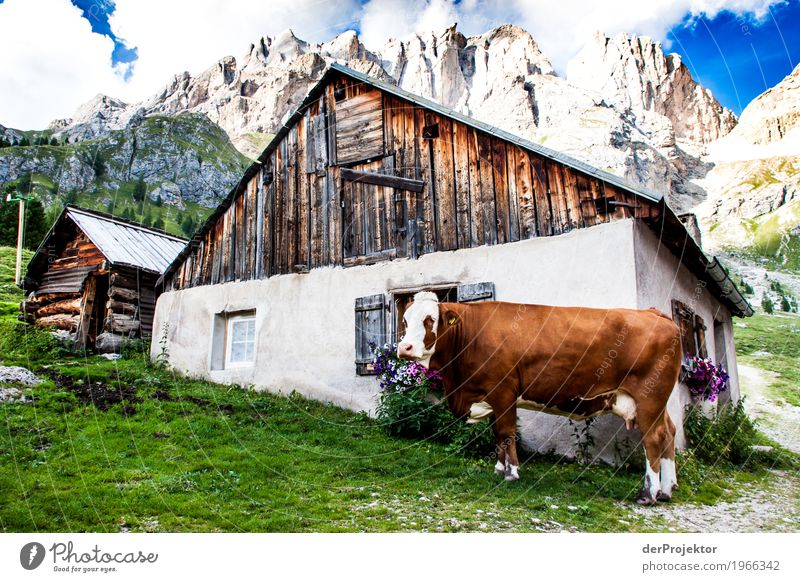 Cow in front of hut with view in the Dolomites Central perspective Deep depth of field Sunbeam Sunlight Light (Natural Phenomenon) Silhouette Contrast Shadow