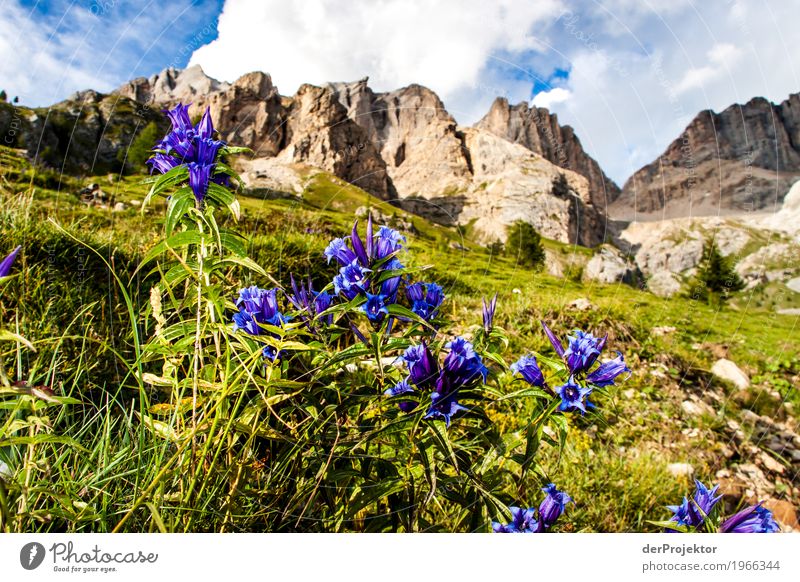 Flowers with panorama in the Dolomites Central perspective Deep depth of field Sunbeam Sunlight Light (Natural Phenomenon) Silhouette Contrast Shadow Day