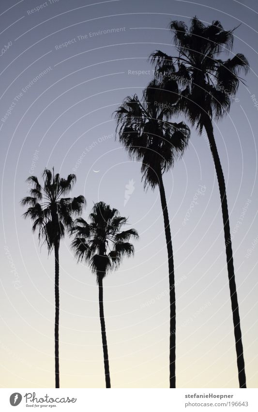 4 palm trees Vacation & Travel Tourism Far-off places Summer Summer vacation Nature Landscape Animal Sky Moon Palm tree Exotic Hot Blue Black White Longing