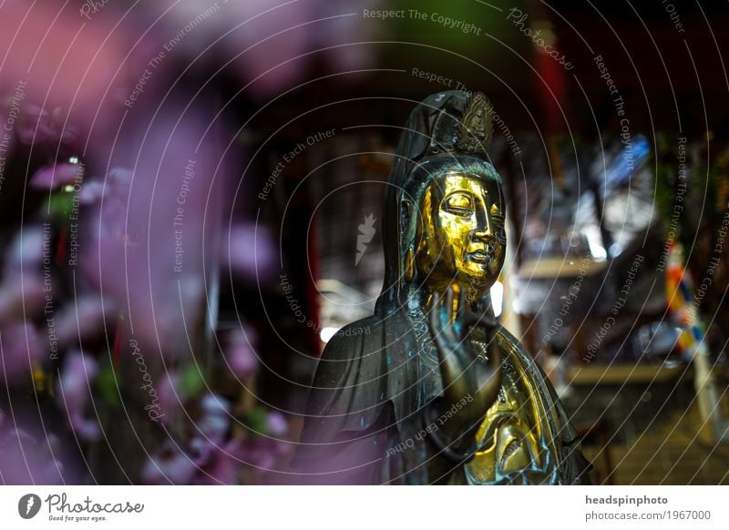 Golden Buddha Statue with Purple Flowers Bokeh Sculpture Colombo Sri Lanka Asia Contentment Self-confident Willpower Love Compassion Peaceful Goodness Altruism