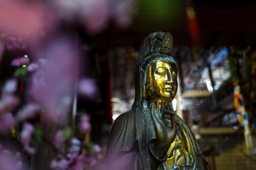 Golden Buddha Statue with Purple Flowers Bokeh Sculpture Colombo Sri Lanka Asia Contentment Self-confident Willpower Love Compassion Peaceful Goodness Altruism