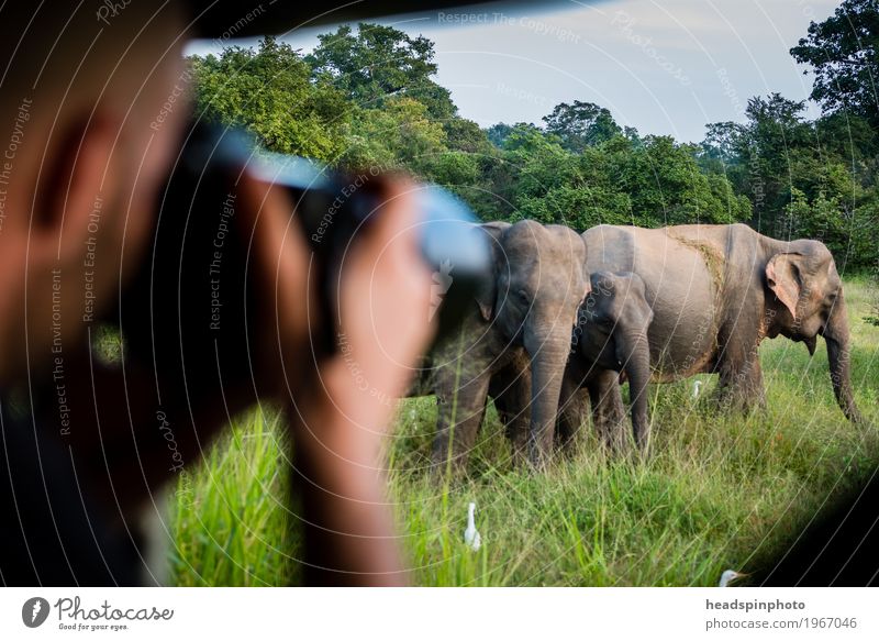 Photo Safari with Elegant Sri Lanka Vacation & Travel Tourism Trip Adventure Far-off places Masculine Head Hand 1 Human being Nature reserve Animal Elephant