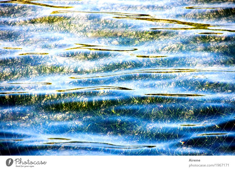 waves smoothed Water Beautiful weather Plant Aquatic plant Waves Coast Growth Fluid Wet Clean Blue Gold Calm Far-off places Wellness Contentment Smooth