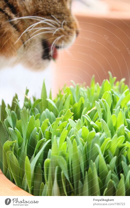 Green feast Nature Spring Grass Agricultural crop Pet Cat Pelt 1 Animal To feed To enjoy Exceptional Simple Free Fresh Natural Juicy Brown Trust Responsibility