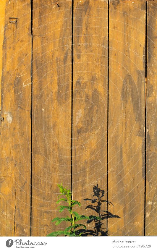 Summer wall Plant flora Wall (building) Wall (barrier) wooden Old worn Shadow Sunlight Warmth Hot Nature growing Growth