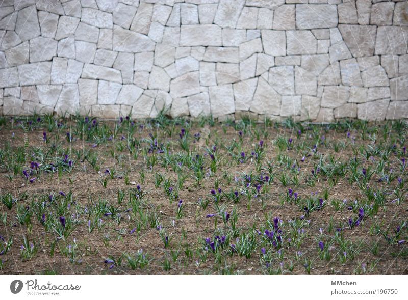 Urban purple/green Garden Environment Nature Plant Crocus Field Park Wall (barrier) Wall (building) Natural Gray Green Violet Relaxation New Colour photo