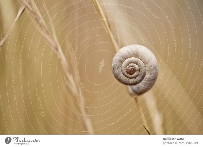 snail Environment Nature Animal Plant Grass Garden Park Meadow Wild animal Snail 1 Spiral Pattern To hold on Hang Simple Near Natural Cute Beautiful Brown