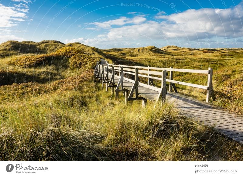 Landscape in the dunes on the island of Amrum Relaxation Vacation & Travel Tourism Island Nature Clouds Autumn Bushes Coast North Sea Bridge Lanes & trails Blue