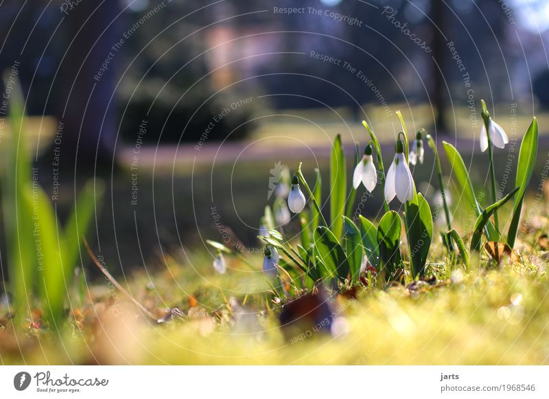snowdrops Plant Spring Beautiful weather Flower Blossom Park Blossoming Fresh Natural Spring fever Anticipation Nature Snowdrop Colour photo Exterior shot
