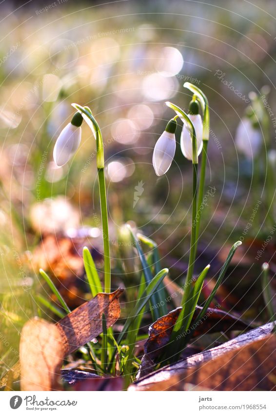 blossom out Plant Spring Beautiful weather Flower Foliage plant Park Blossoming Fresh Natural Nature Snowdrop Colour photo Exterior shot Close-up Deserted