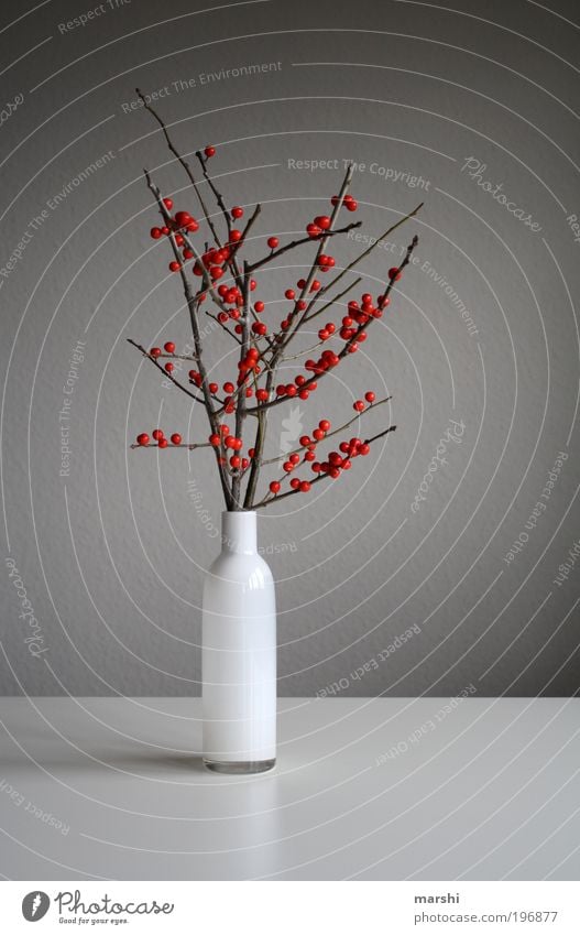 Red Berries Nature Plant Gray Branch Berry bushes Vase Decoration Dried Colour photo Interior shot