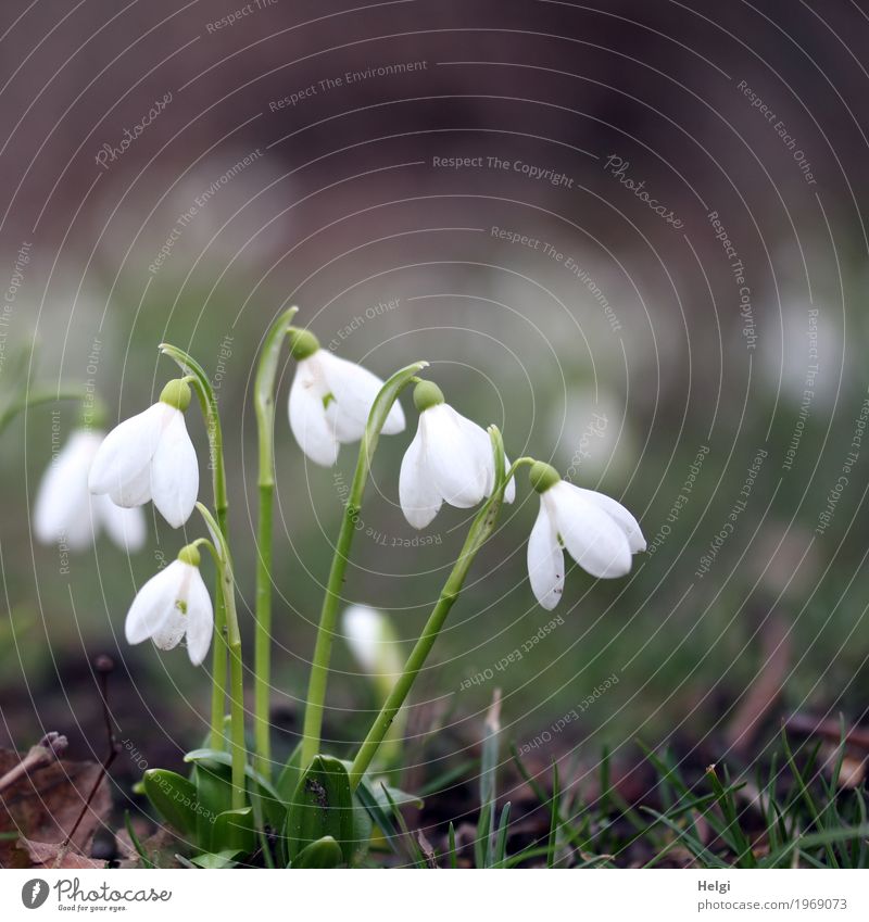 Spring in sight ... Environment Nature Plant Flower Grass Blossom Snowdrop Park Blossoming Stand Growth Esthetic Beautiful Small Natural Brown Green White