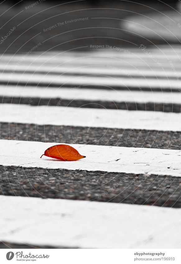 Memories of a "Leaved" Life Plant Autumn Weather Leaf Living thing Japan maple tree Deserted Pedestrian stripes Passenger traffic Street Crossroads