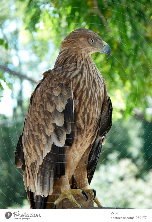 A hawk eagle Hunting Freedom Environment Nature Landscape Plant Animal Sky Spring Summer Beautiful weather Tree Park Forest Wild animal Bird 1 Flying Aggression