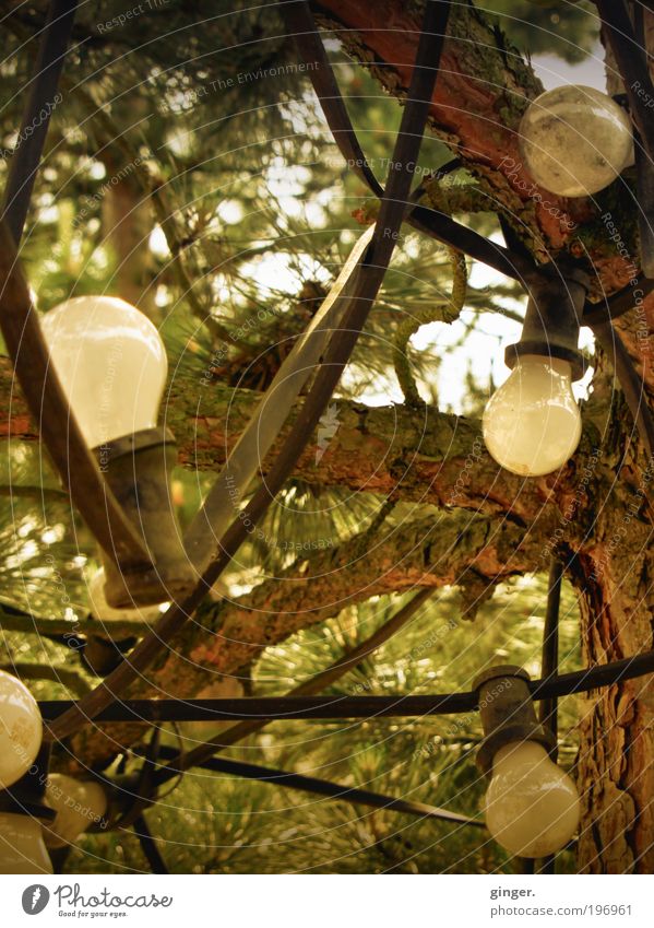 pear Garden Lamp Technology Energy industry Brown Gray Electric bulb Tree wired Cable Branch Green Coniferous trees Illuminate Many Homey Fairy lights Tree bark