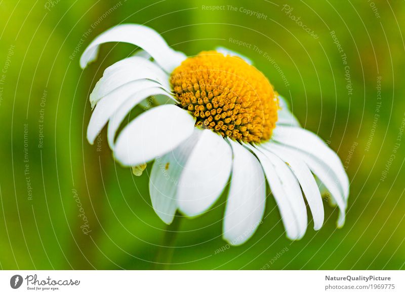 daisy flower Elegant Design Beautiful Cosmetics Perfume Healthy Health care Allergy Wellness Life Harmonious Well-being Contentment Senses Relaxation Calm