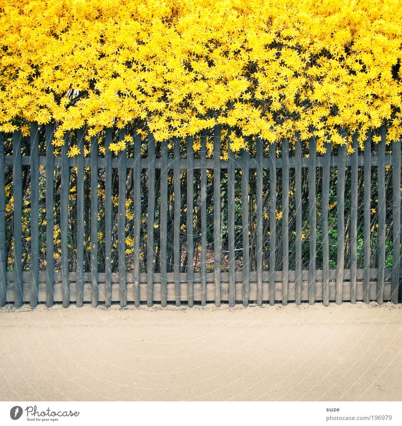 Indirect sun strip for gingerine Environment Nature Plant Spring Beautiful weather Flower Bushes Forsythia blossom Garden Village Small Town Outskirts Fence