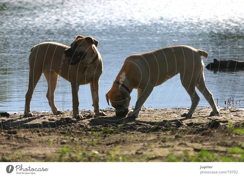 Boerboell puppies Dog Puppy Back-light Africa Namibia South African
