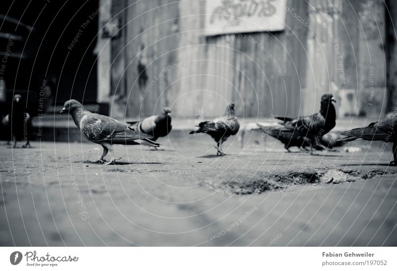 a flock of pigeons Environment Animal Bangkok Thailand South East Asia Old town Hut Bird Flock Dark Curiosity Black White Poverty Movement Town Change Pigeon