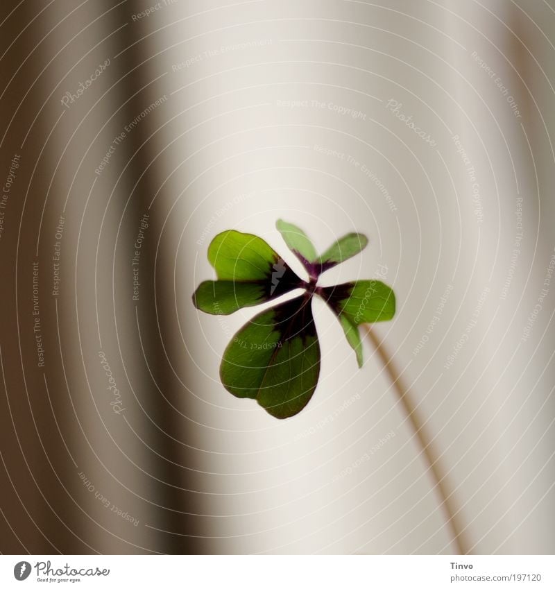 lucky day Plant Leaf Blossom Wild plant Pot plant Positive Green Cloverleaf Happy Four-leafed clover Congratulations Good luck charm Stalk Heart-shaped