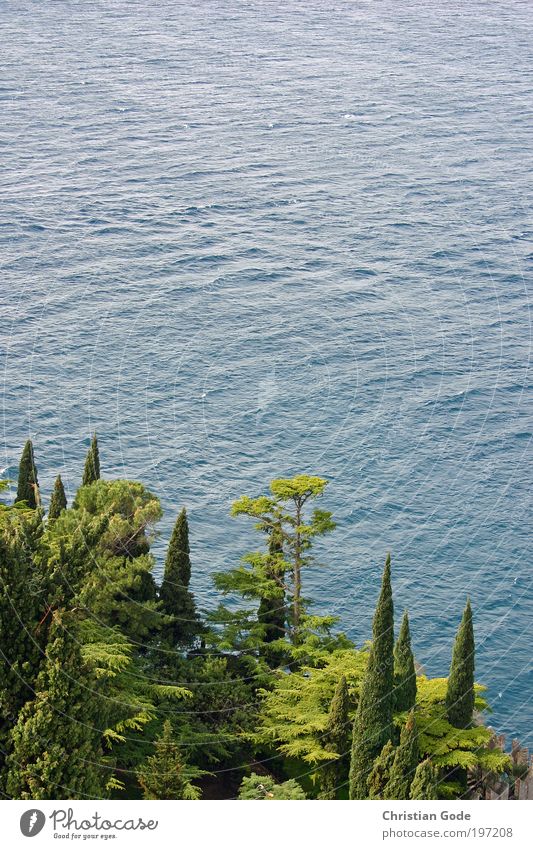 Cypresses and lake Environment Nature Landscape Plant Animal Water Drops of water Summer Grass Bushes Foliage plant Park Hill Rock Mountain Pond Lake Blue Green