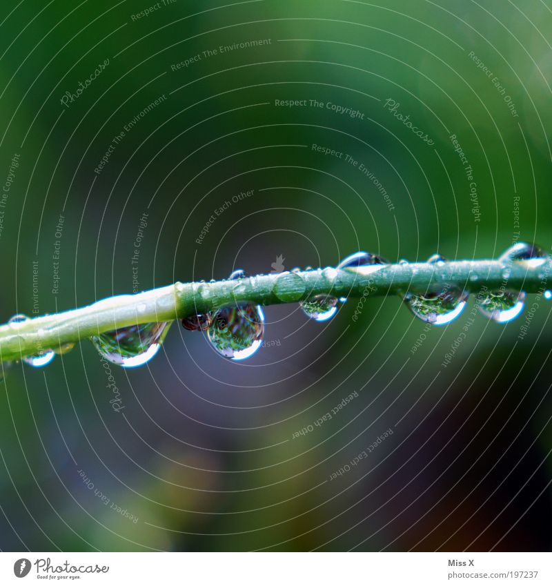 search picture Environment Water Drops of water Spring Climate Weather Bad weather Storm Rain Plant Grass Park Meadow Fresh Cold Wet Dew Colour photo