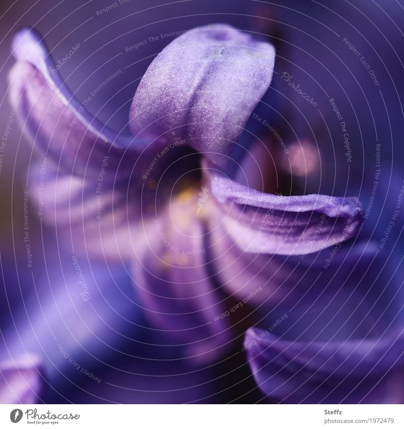 volette hyacinth Hyacinthus Flower Blossom Spring flower aromatic plant fragrances fragrant fragrant flowers Fragrance purple flowers differently petals