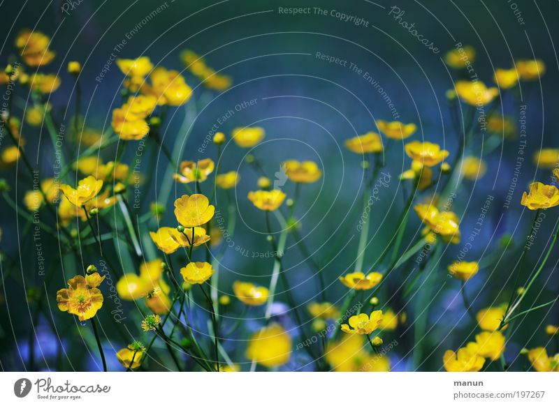 buttercups Healthy Harmonious Well-being Senses Relaxation Calm Fragrance Mother's Day Environment Nature Spring Summer Flower Blossom Wild plant Crowfoot