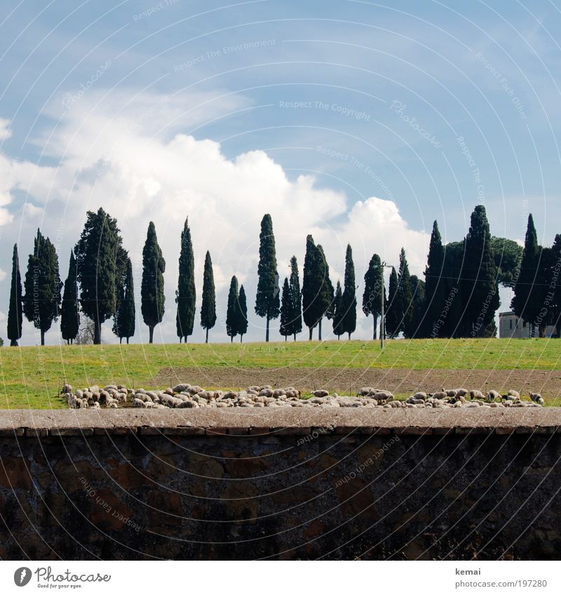 Out of Rome Environment Nature Landscape Plant Animal Earth Sky Clouds Summer Beautiful weather Tree Grass Field Italy Outskirts Wall (barrier) Wall (building)