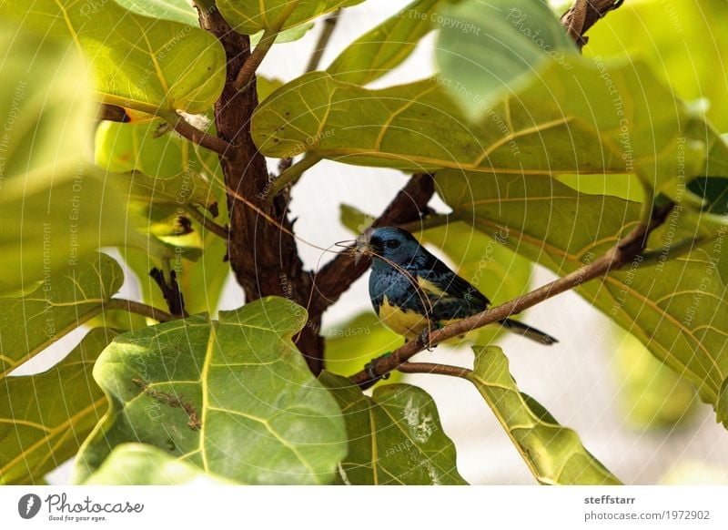 Turquoise tanager known as Tangara mexicana Nature Animal Plant Tree Garden Bird 1 Blue Brown Yellow Gold Green tanger Tangara Mexicana avian wildlife Wild bird