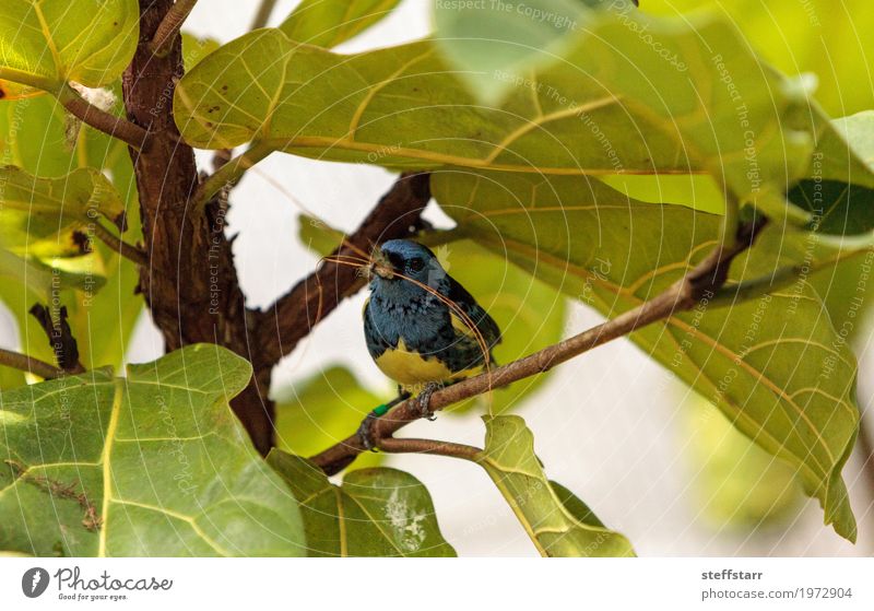 Turquoise tanager known as Tangara mexicana Nature Animal Plant Tree Garden Bird 1 Blue Brown Yellow Gold tanger Tangara Mexicana avian wildlife Wild bird
