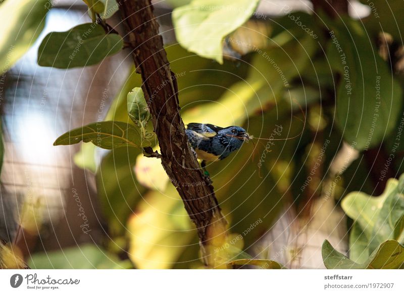 Turquoise tanager known as Tangara mexicana Nature Animal Plant Tree Garden Bird 1 Blue Brown White tanger Tangara Mexicana avian wildlife Wild bird Venezuela