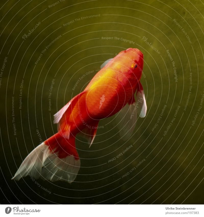 Goldfish swims towards the sunlight Well-being Calm Sun Animal Water Pond Pet Fish Flake Above Green Red Orange Tails Lighting Upward hungry for the sun