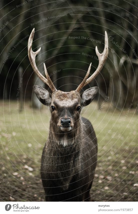 King of the woods Environment Nature Landscape Plant Animal Wild animal 1 Honor Bravery Success Power Willpower Might Deer Vension Wilderness Colour photo