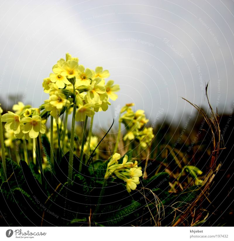 Light in the darkness Nature Plant Earth Sky Clouds Spring Flower Wild plant Cowslip Field Yellow Environment Environmental protection Colour photo