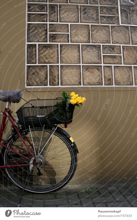 Rose Courier Fragrance Summer Flower Wall (barrier) Wall (building) Window Bicycle Colour photo Exterior shot Deserted Day