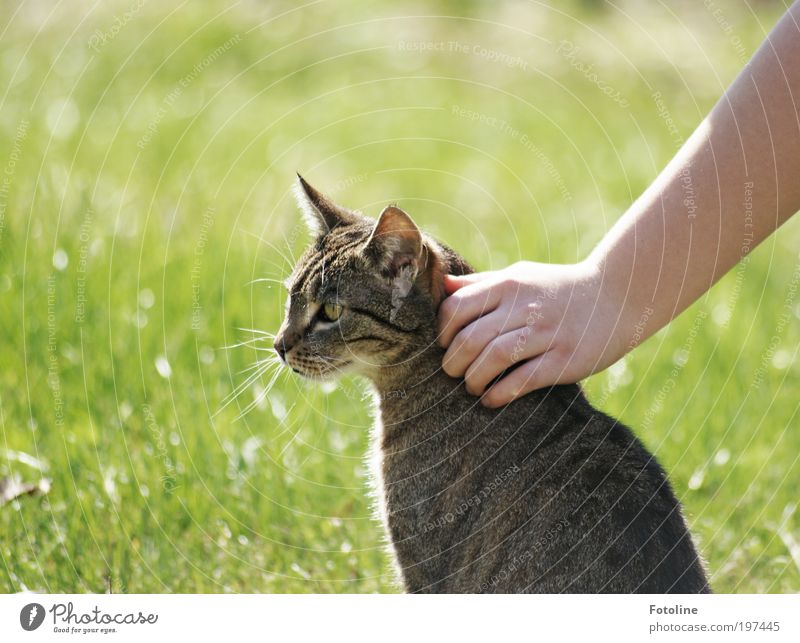 stroke Human being Hand Fingers Environment Nature Animal Elements Earth Spring Summer Climate Weather Beautiful weather Garden Meadow Pet Cat Animal face Pelt