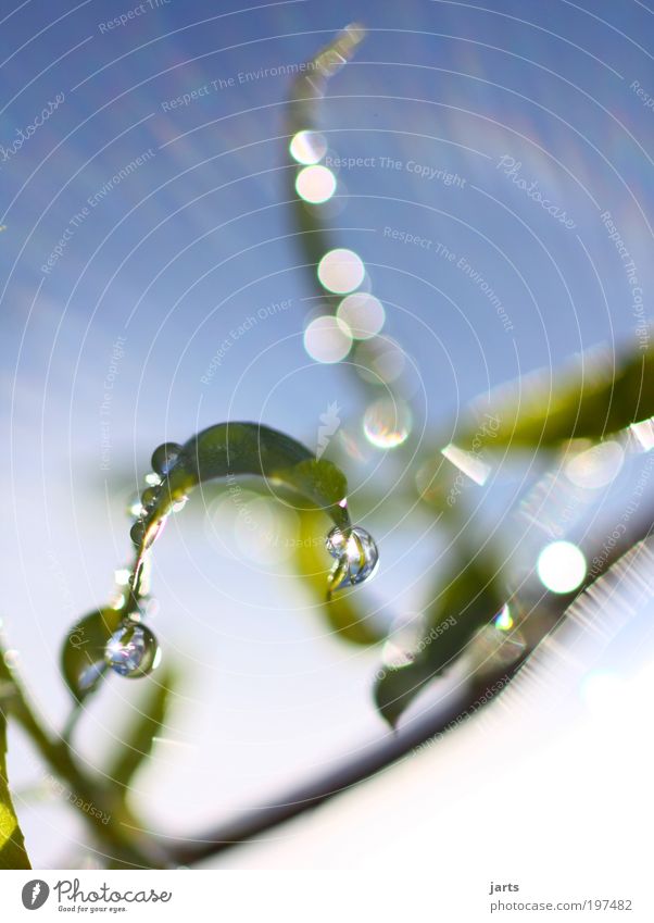 fresh green Environment Nature Water Drops of water Sky Sun Sunlight Beautiful weather Plant Leaf Foliage plant Fresh Natural Power Pure Colour photo