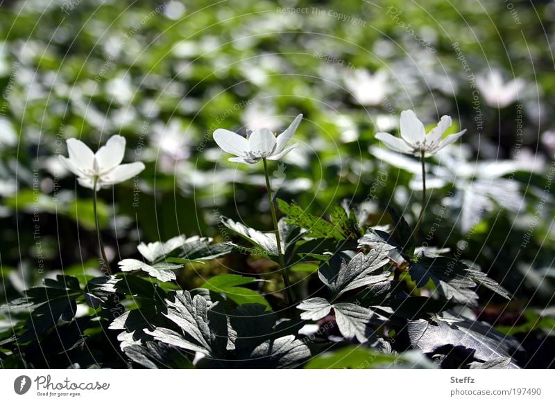three for the sun Wood anemone spring awakening spring flowers heralds of spring Spring flowering plant blooming wild flowers white flowers spring blossoms